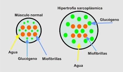 hipertrofia-sarcoplasmatica hipertrofia sarcoplasmática