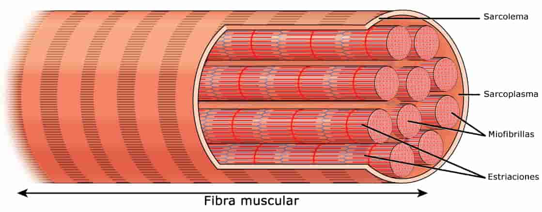miofibrillas-hipertrofia ilustración de una fibra muscular