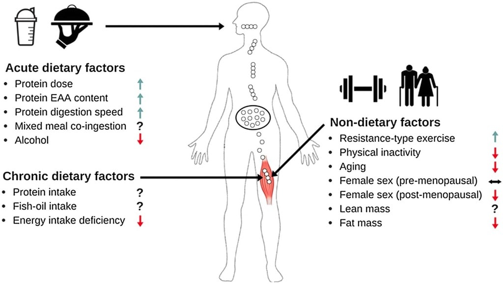 Factores necesarios para la síntesis de proteínas musculares