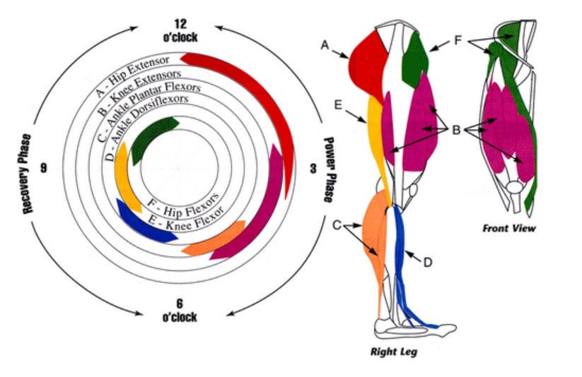 Anatomía de un ciclista