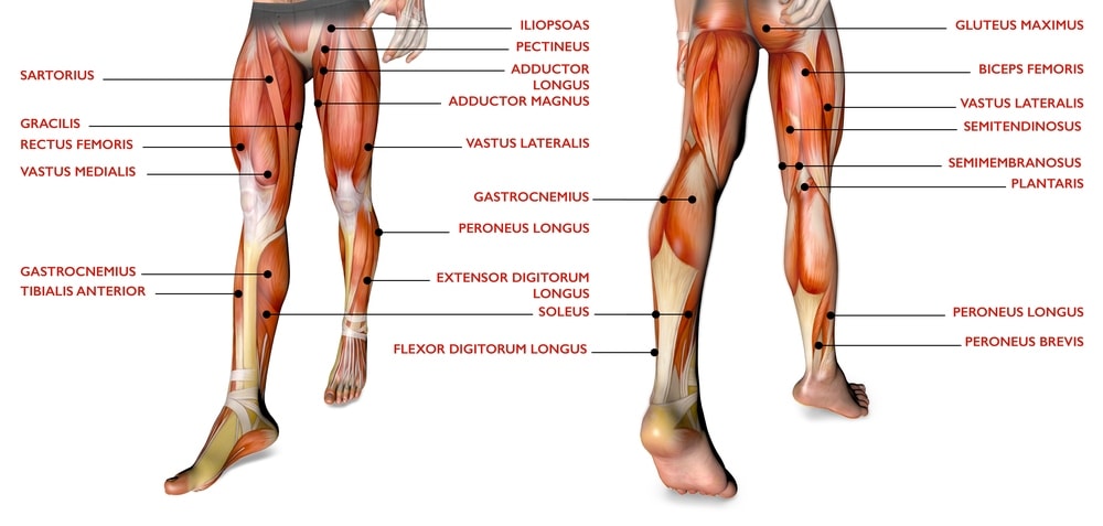 musculos-pierna