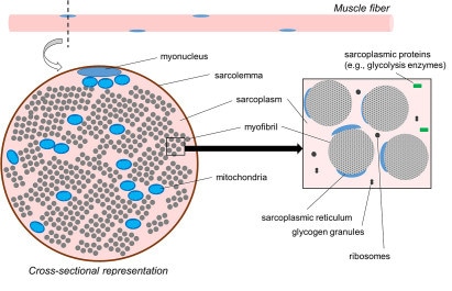 sarcoplasma